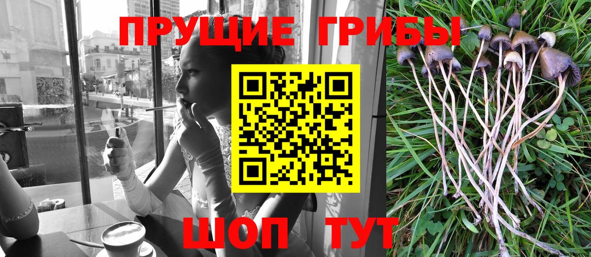 Галлюциногенные грибы MAGIC MUSHROOMS  Псилоцибиновые грибы Cubensis  Вход с VPN  Горно-Алтайск 